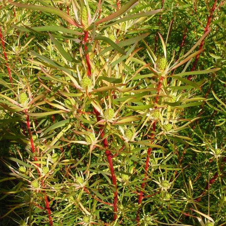 Leucadendron Brooks Red close