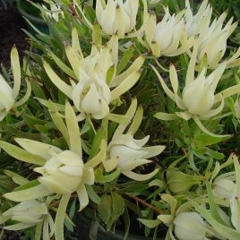 Leucadendron Incisum – low growing