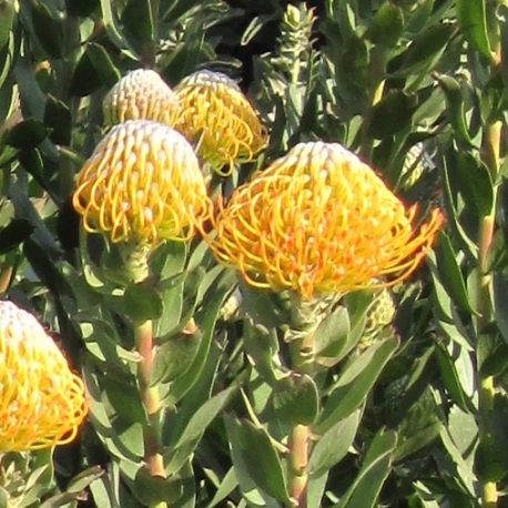 Leucospermum Ayoba Sun (1a)