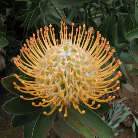 Leucospermum Estrelita