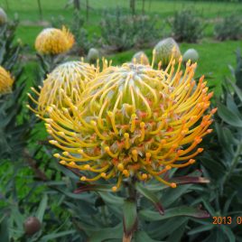 Leucospermum Kula Sunrise  – great for cut flowers!