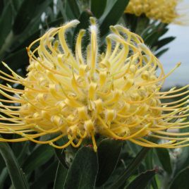 Leucospermum Lorita