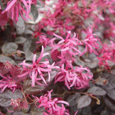 Loropetalum Firedance2