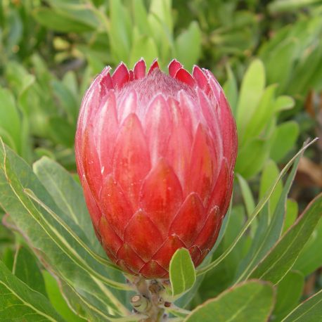 Protea Red Ice