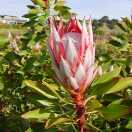 Protea Cynaroides Tsitsikama – pink – 2.5litre pot – lovely healthy plants!