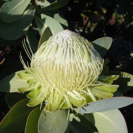 Protea nitida