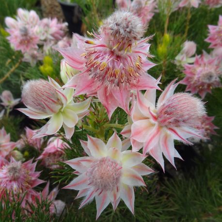 Serruria The Fairy - Protea Patch