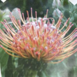 Leucospermum Disco – (similar to Maui Magic)