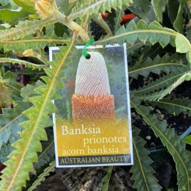 Banksia Prionotes – NEW