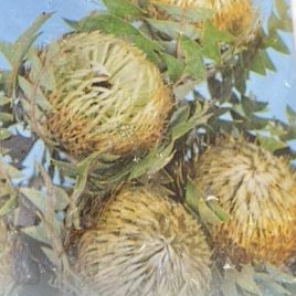 Banksia Baxterii – seconds only are available.