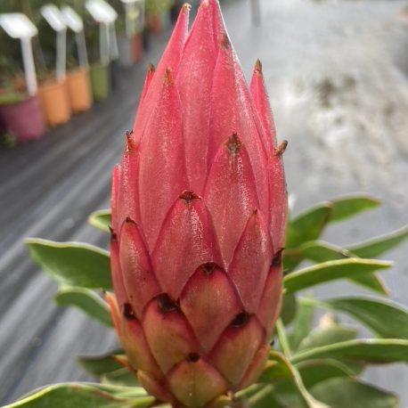 Protea Madiba budding