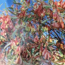 Eucalyptus forrestiana seconds only