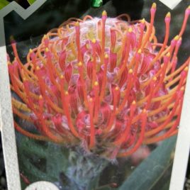 Leucospermum Lava Glow – NEW