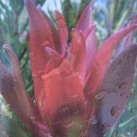 Leucadendron Blush of Dawn – 3.3litre pot