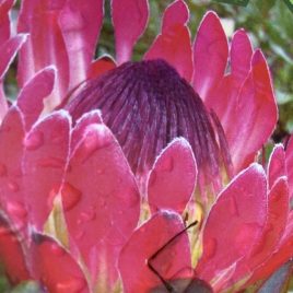 Protea Cardinal – NEW