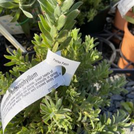 Leucospermum heterophyllum – ground cover NEW!