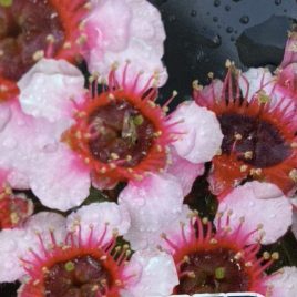 Leptospermum Mesmereyes PVR – NEW