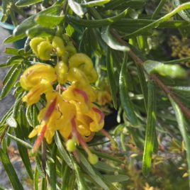 Grevillea Gold Rush