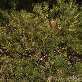 Banksia Collina Dwarf – NEW