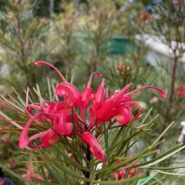 Grevillea Bon Accord – bushy plants!