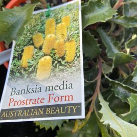 Banksia Media prostrate