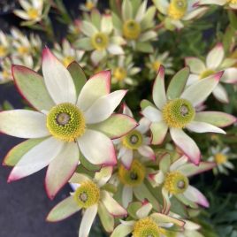 Leucadendron Harvest –  delightful flowering! 2.5  litre pot