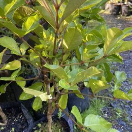 Tecomanthe speciosa ‘Three Kings Vine’