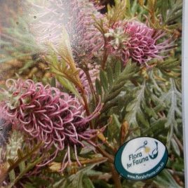 Grevillea Dorothy Gordon (Deep Mauve/Purple) – lovely plants!