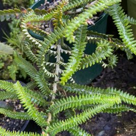 Banksia dryandroides prostrate