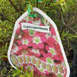 Leptospermum Outrageous (large pot size 6 litres)