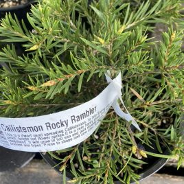 Callistemon Rocky Rambler