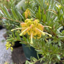 Grevillea Eureka – lovely smaller bush.