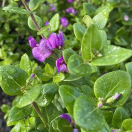 Polygala Petite Butterflies (ideal long flowering container plant)