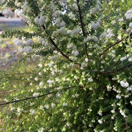 Erica Formosa 3.3litre