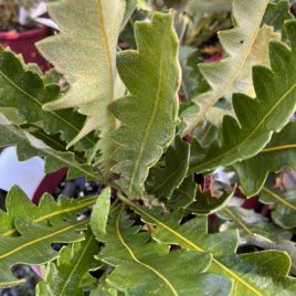 Banksia Repens (Prostrate) – ‘Creeping Banksia’