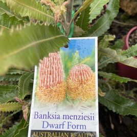 Banksia Menziesii – Red flowers – Dwarf Form ‘Firewood Banksia’