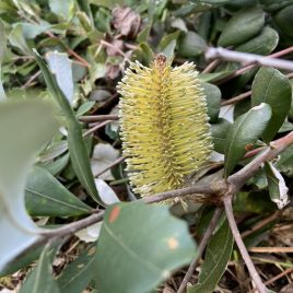 Banksia Rollercoaster (Integrifolia as a ground cover)