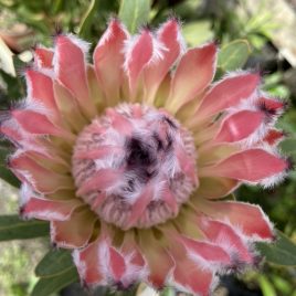 Protea Ballerina