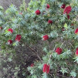 Callistemon Little John