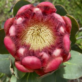 Protea Grandiceps ‘Peach Protea’