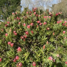 Protea Ethel Taylor