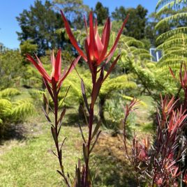 Leucadendron S. Fireglow – 3.3 litre pot