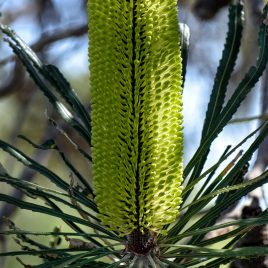 Banksia Attenuata