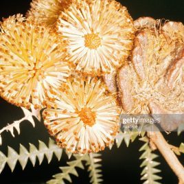 Banksia dryandroides – NEW