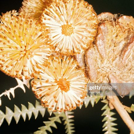 banksia dryandroides gettyimages-179792535-2048×2048