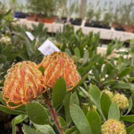 Leucospermum Crown Orange – lush leaf lovely orange flower!