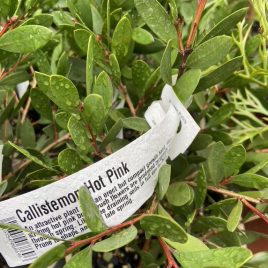 Callistemon Hot Pink