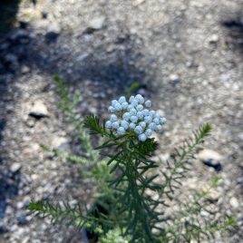 Ozothamnus Winter White ‘Rice flower’