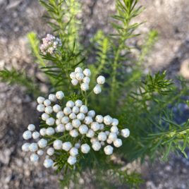 Ozothamnus Springtime White ‘Rice flower’