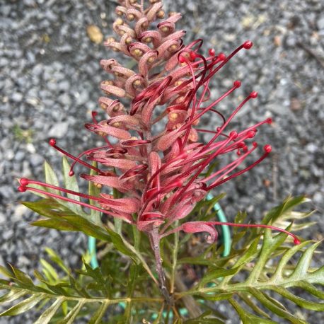 Grevillea Little Robyn